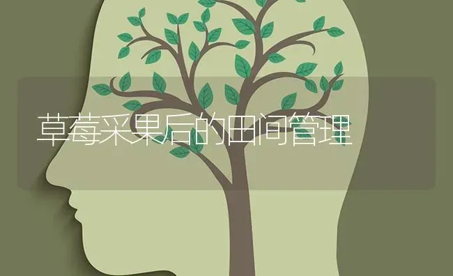 草莓采果后的田间管理 | 瓜果种植