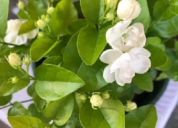 养殖方法|茉莉花期养护方法 开花期间养殖方法