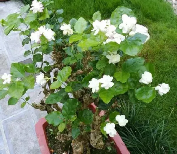 叶蔫|茉莉花叶子蔫了怎么办 打蔫原因及补救方法