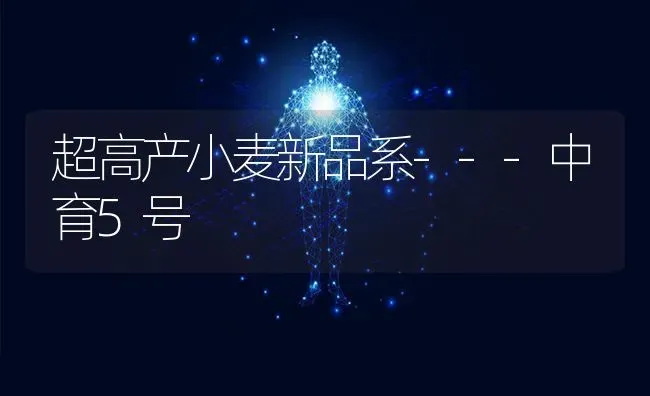 超高产小麦新品系---中育5号 | 粮油作物种植