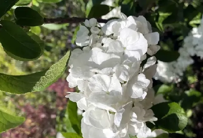 植物百科|琼花和木绣球的区别图片（琼花和木绣球一样吗）