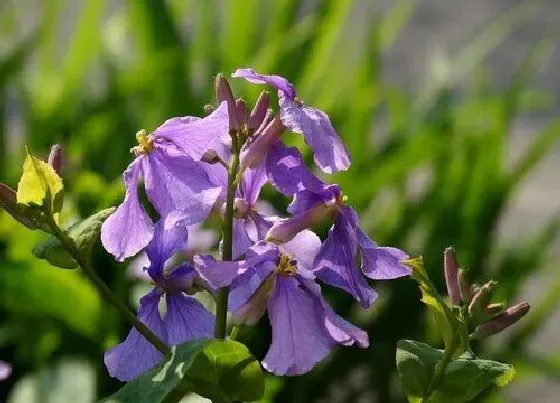 开花时间|二月花是什么季节开的花