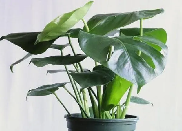 植物移栽|龟背竹什么时候分株