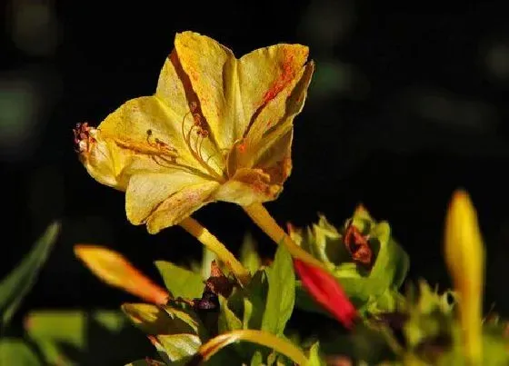 花期|月见草花期是什么时候