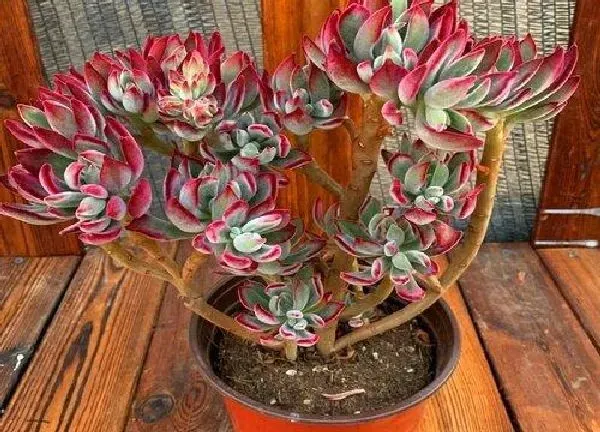 植物浇水|锦晃星多久浇一次水