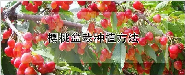 樱桃盆栽种植方法 | 养殖技术