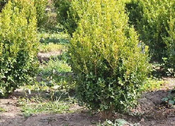 植物百科|冬青树又叫什么树