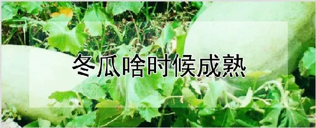 冬瓜啥时候成熟 | 种植技术