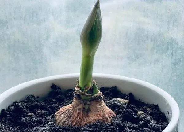 植物移栽|朱顶红什么时候换盆好