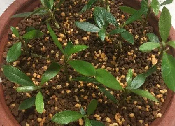 植物扦插|杜鹃可以扦插吗