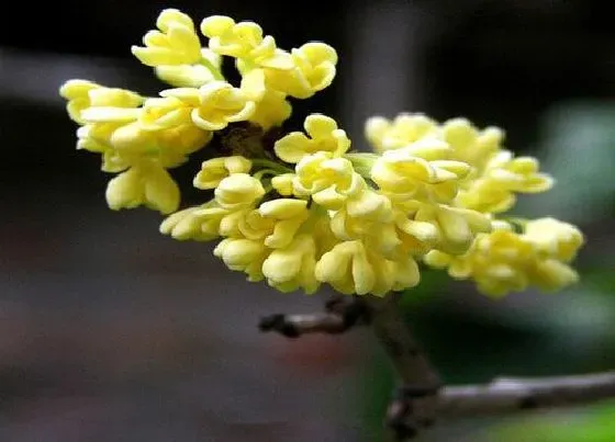 种植位置|桂花树可以种在院子里吗