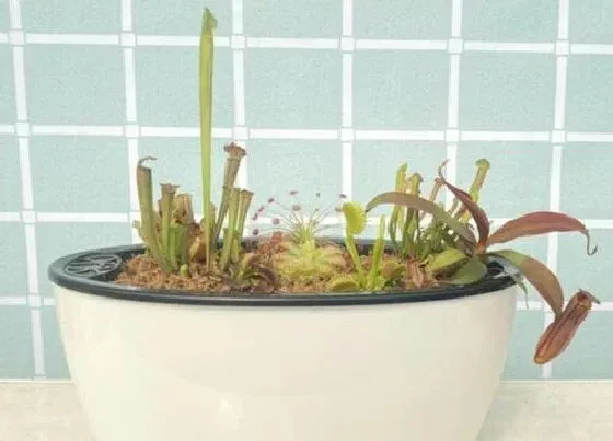植物百科|捕蝇草有种子吗