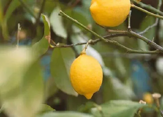 果实成熟|柠檬多久成熟 成熟期是什么时候