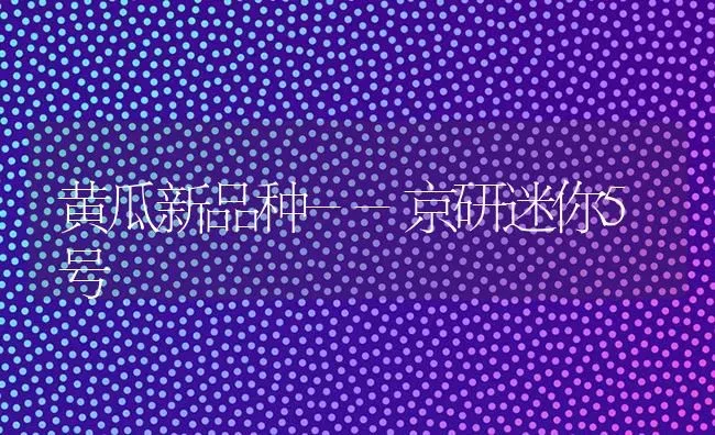 黄瓜新品种--京研迷你5号 | 蔬菜种植