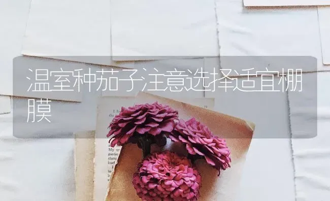 温室种茄子注意选择适宜棚膜 | 蔬菜种植