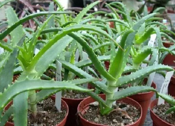 植物种类|什么样的芦荟可以食用（家里哪种芦荟可以吃又美容）