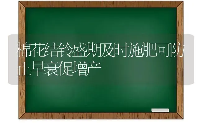 棉花结铃盛期及时施肥可防止早衰促增产 | 种植肥料施肥
