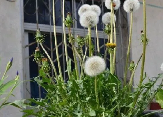 植物播种|蒲公英什么时候播种最合适
