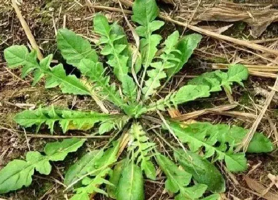 植物百科|地根草又叫什么名称