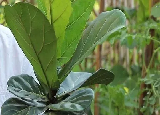 冬天植物|琴叶榕怎么过冬天