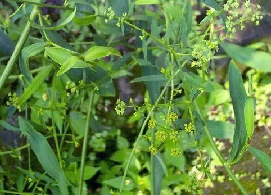 植物百科|首乌藤和夜交藤一样吗 属于一个植物（无大的区别）