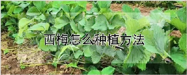 西梅怎么种植方法 | 农业科普