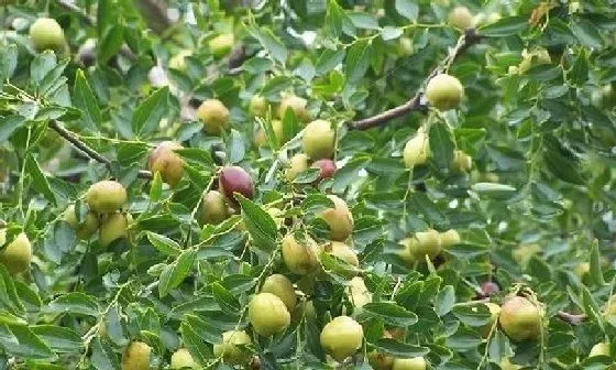 种植管理|枣树几年结果实 种植多久才能开花挂果