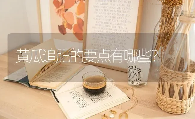 黄瓜追肥的要点有哪些？ | 蔬菜种植