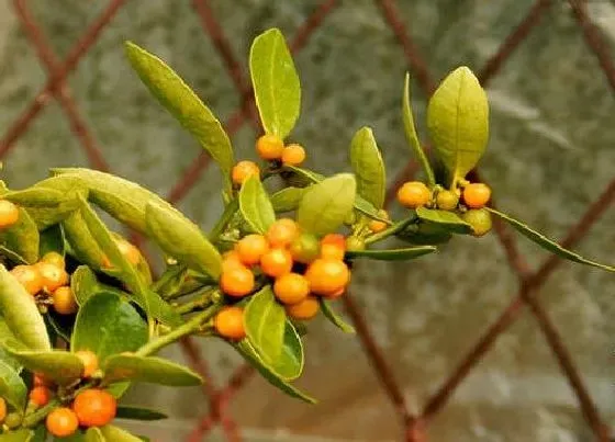 植物嫁接|金豆什么时候嫁接成活率高