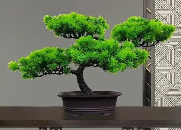 盆景|松针树盆景怎么养护方法