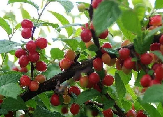 冬天植物|樱桃树怕冻吗