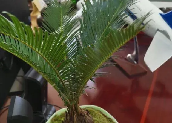 植物排行|铁树哪个品种好