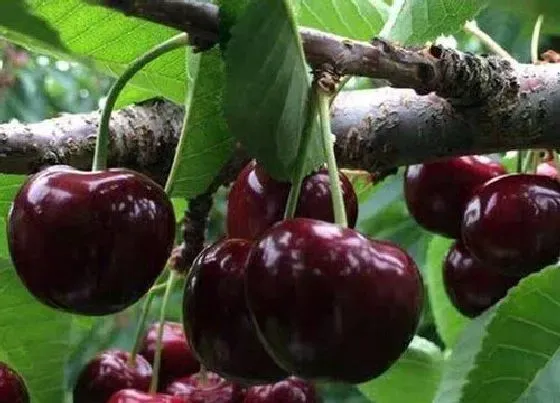 种植管理|黑珍珠樱桃几年结果实