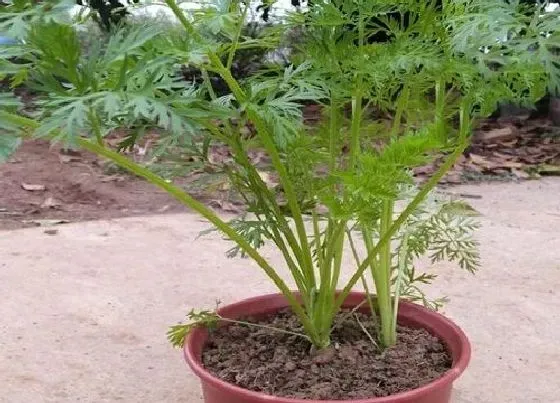 植物播种|胡萝卜什么时候播种