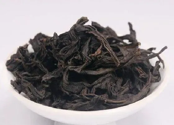 食用常识|老枞水仙属于什么茶 武夷岩茶老枞水仙的功效与作用