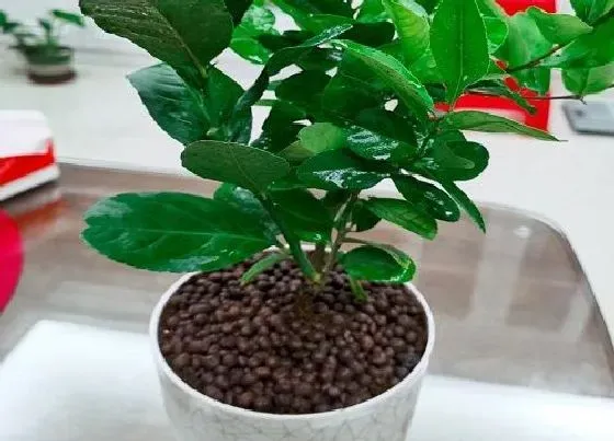 冬天植物|柠檬树抗冻吗