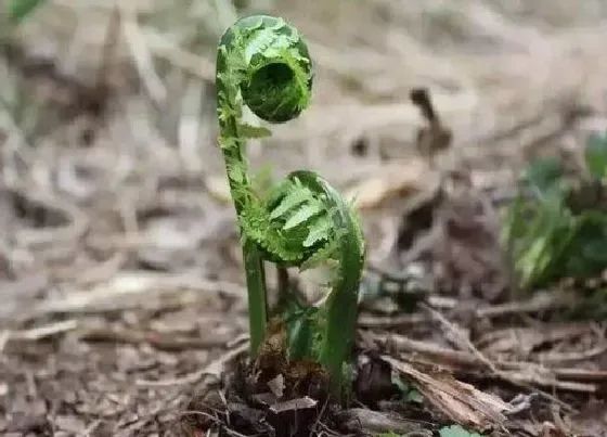 植物种类|蕨菜是裸子植物吗