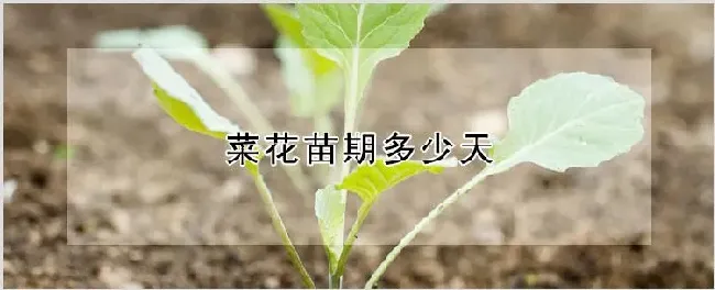 菜花苗期多少天 | 种植资料