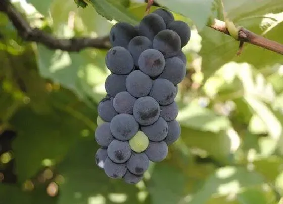 种植管理|葡萄适合什么季节种植 栽种的最佳时间