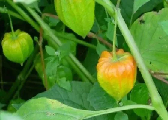 种植管理|姑娘果什么时候播种最好，几月份种植，什么季节结果）