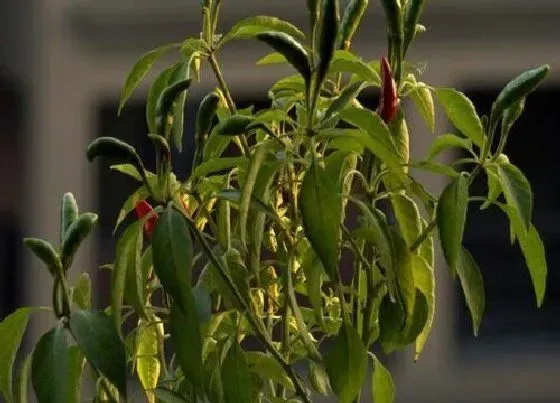 植物病害|朝天椒黄叶病的原因及治疗处理方法