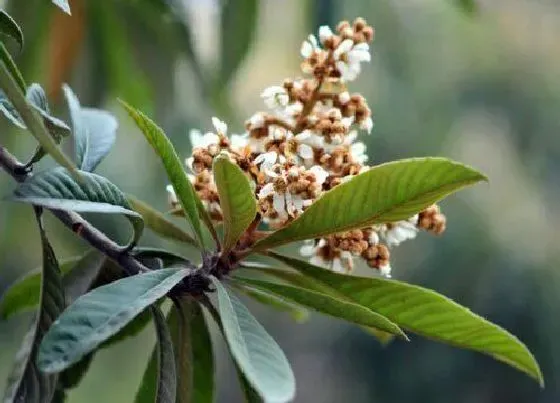 开花时间|枇杷树什么时候开花 几月开花结果