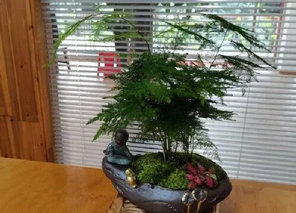 养殖科普|文竹怕晒太阳吗
