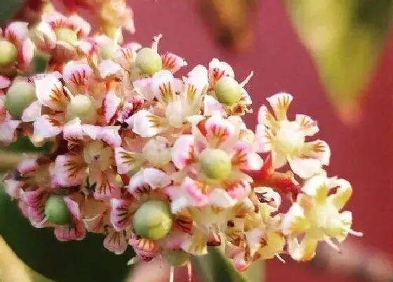 开花时间|榴莲什么时候开花一般在几月份开花