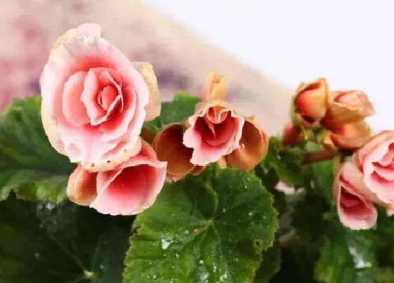 植物种类|什么海棠品种好看好养 哪种海棠漂亮又好养