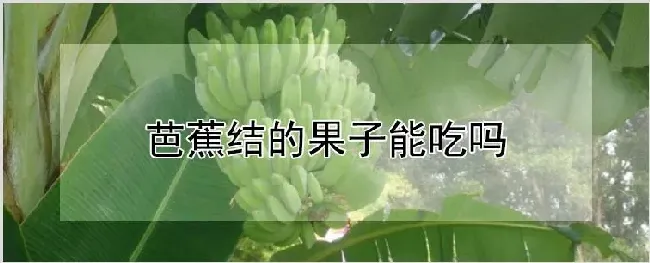 芭蕉结的果子能吃吗 | 农业技术
