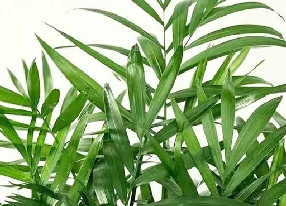 植物种类|袖珍椰子是草本还是木本