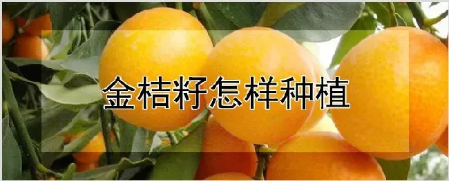 金桔籽怎样种植 | 农业科普