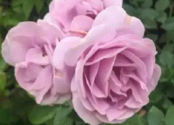 植物种类|粉达是藤本还是灌木