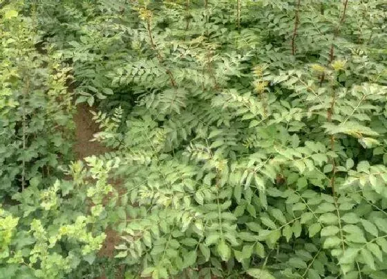 植物施肥|苗木用什么肥料最好